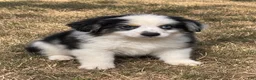 Miniature Australian Shepherd dogs for sale: Bo - Ad 3