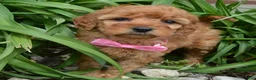Mini Goldendoodle dogs for sale: Mini Gabby - Ad 22