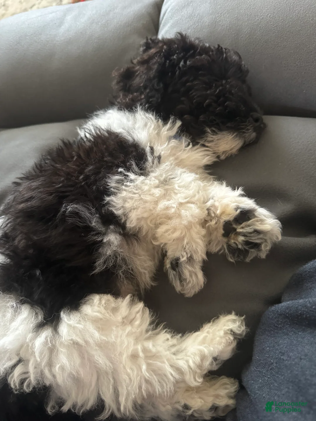 Gallery Image {{count}}