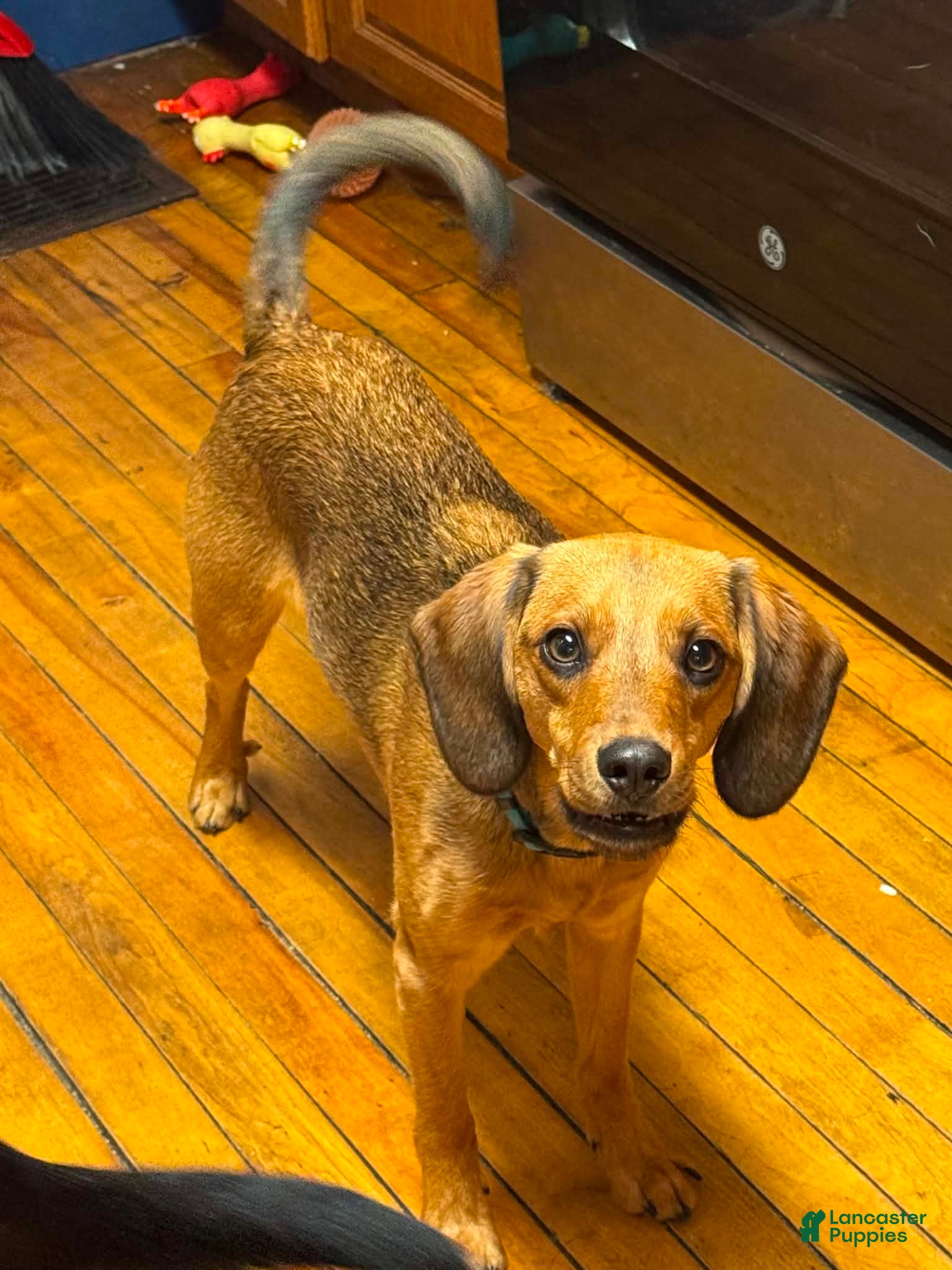 Mixed Breed dogs Mixed Breed 1 - Ad 1