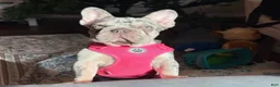 French Bulldog dogs for sale: OAKLEY - Ad 4