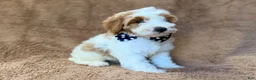 Cavapoo dogs for sale: Shadow - Ad 5