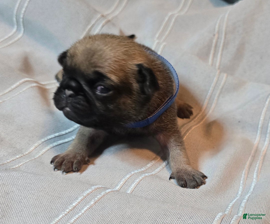 Pug dogs for sale: Freddie - Ad 2