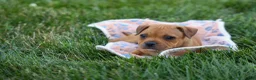 Staffordshire Bull Terrier dogs for sale: Marley 🌸🐾 - Ad 13