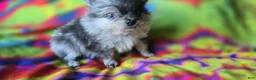 Pomeranian dogs for sale: Xavier - Ad 1