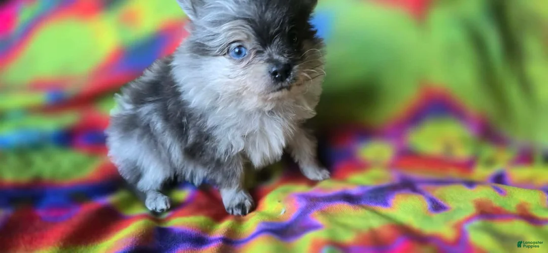 Pomeranian dogs for sale: Xavier - Ad 1