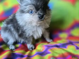 Pomeranian dogs Xavier - Ad 2