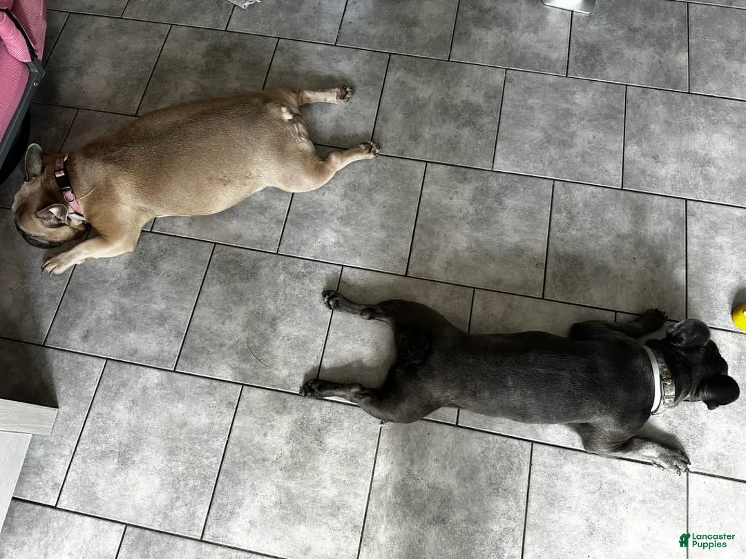 Gallery Image {{count}}