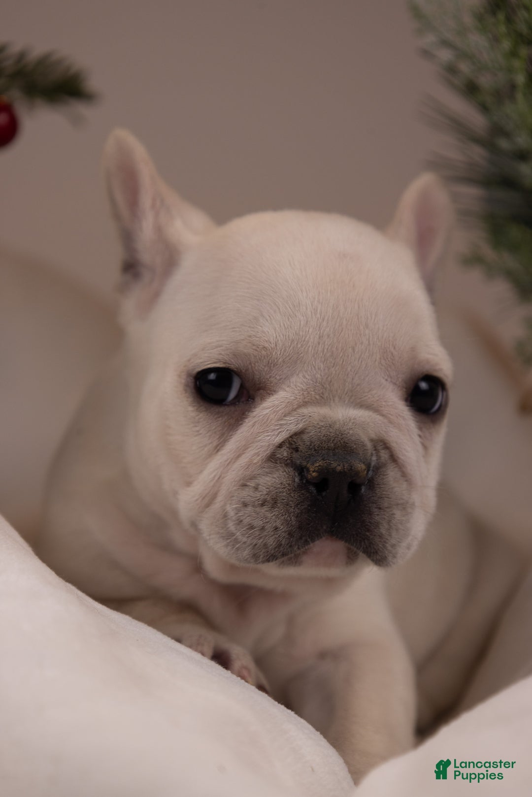 French Bulldog dogs for sale: Bluey - Ad 11