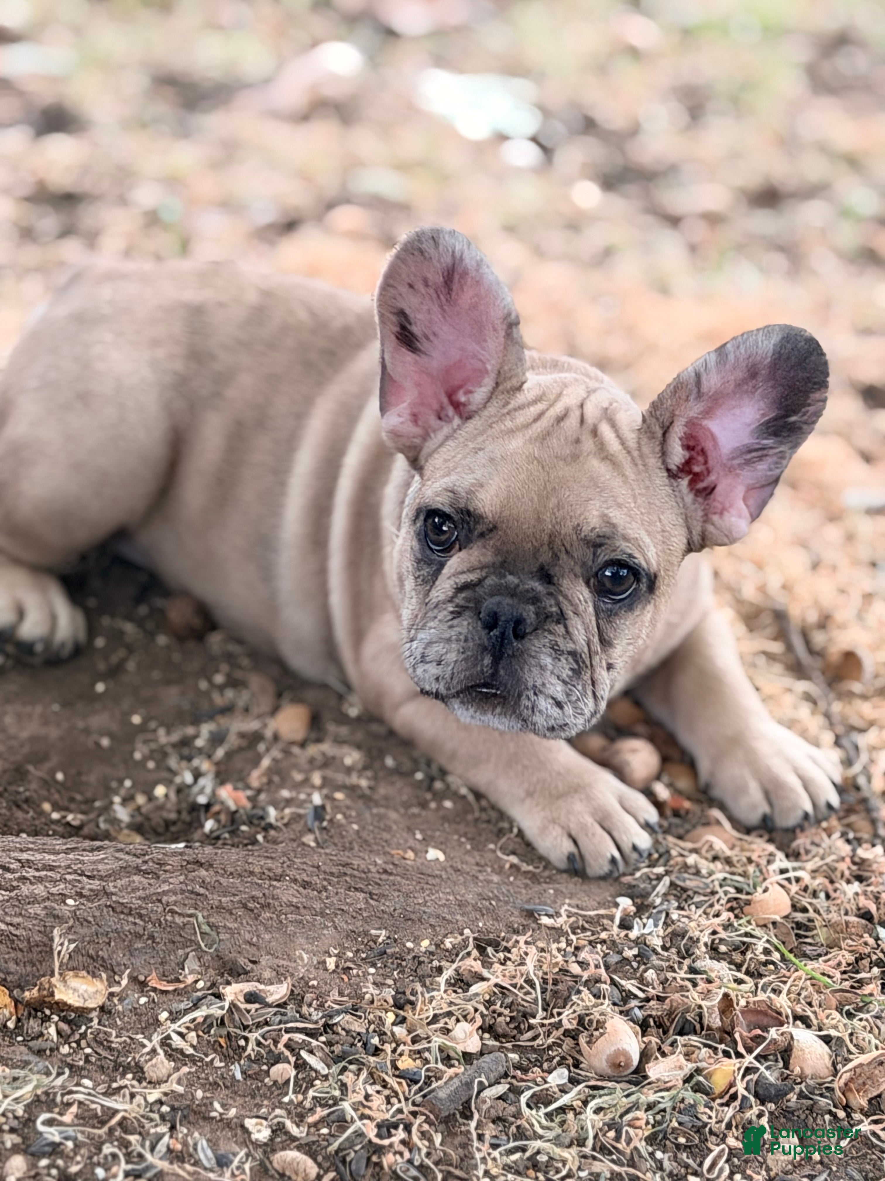 French Bulldog dogs for sale: Sophia - Ad 2