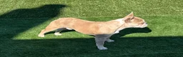 French Bulldog dogs for stud: King Midas (King) - Stud - Ad 3