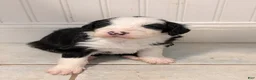Sheepadoodle dogs for sale: Sheepadoodle Puppy 1 - Ad 5