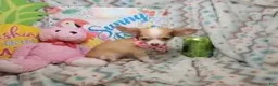 Chihuahua dogs for sale: Sammanta [Long-Haired T-Cup] - Ad 7