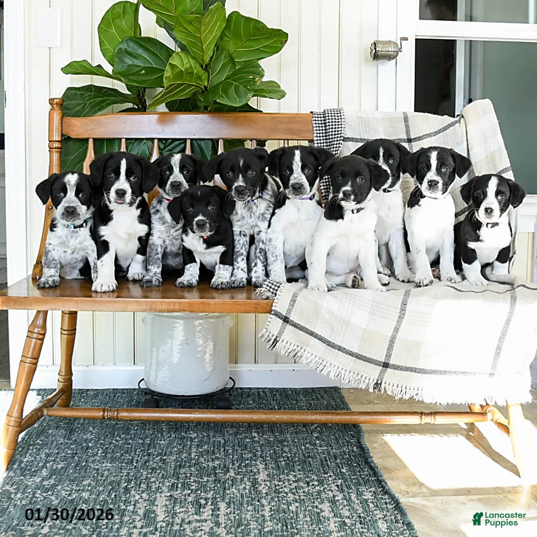 Mixed Breed dogs for sale: Skipper - Ad 3