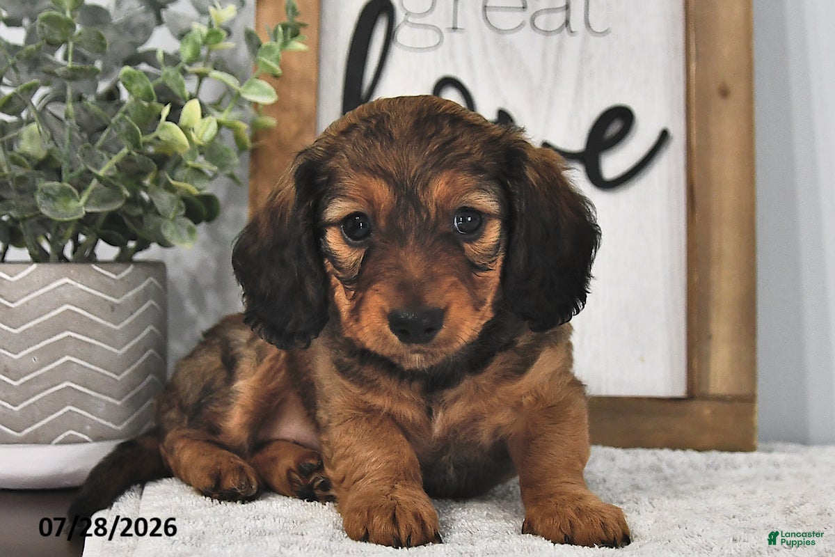 Miniature Dachshund dogs Beulah - Ad 1