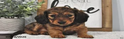 Miniature Dachshund dogs for sale: Beulah - Ad 1