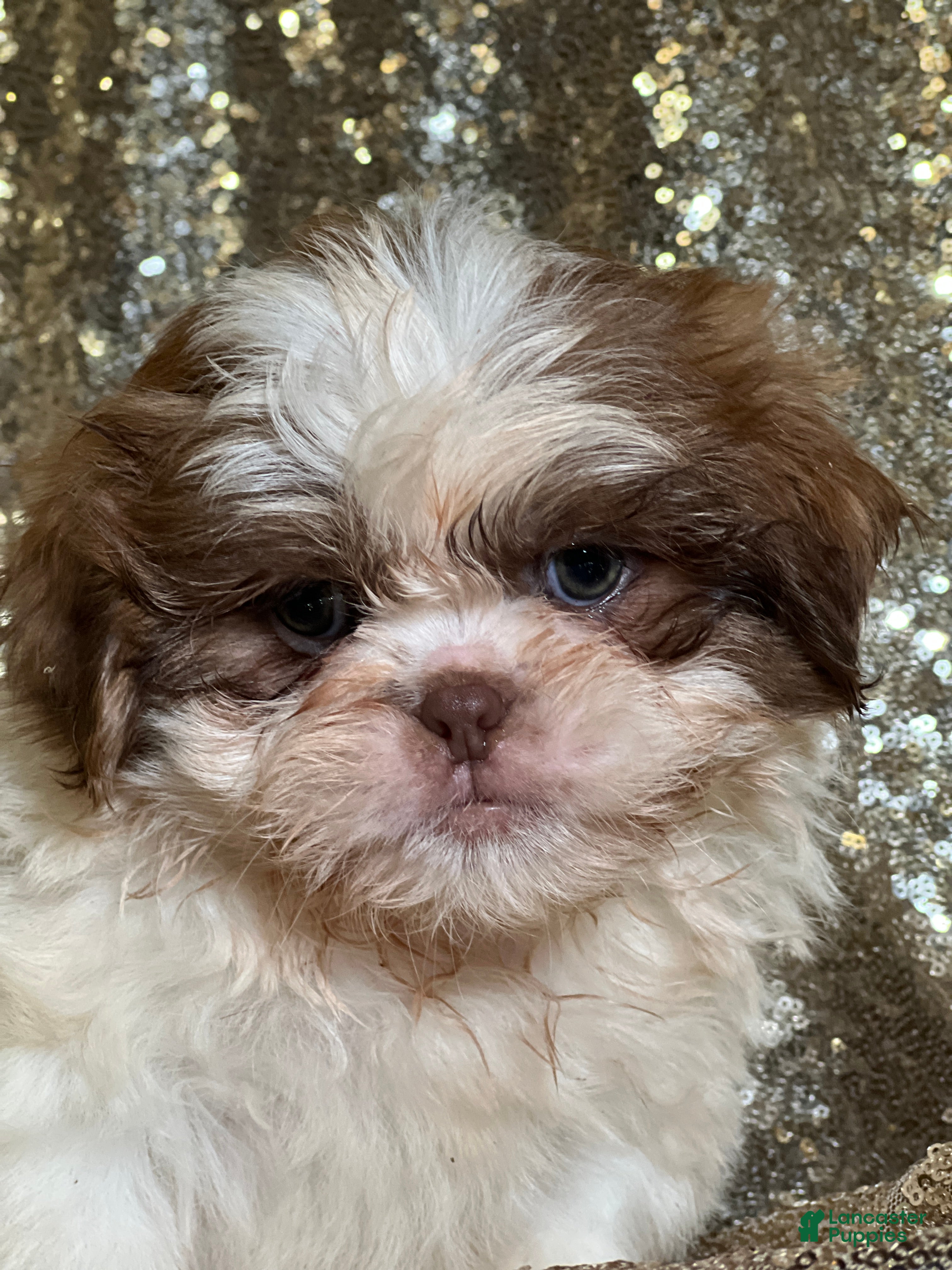Shih Tzu dogs Cookie - Ad 22