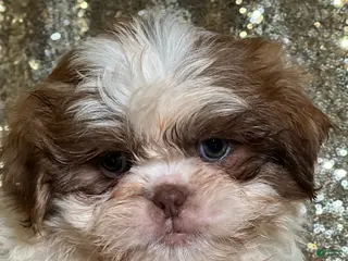 Shih Tzu dogs Cookie - Ad 22