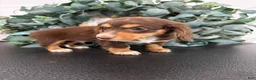 Miniature Dachshund dogs for sale: Rowan - Ad 2