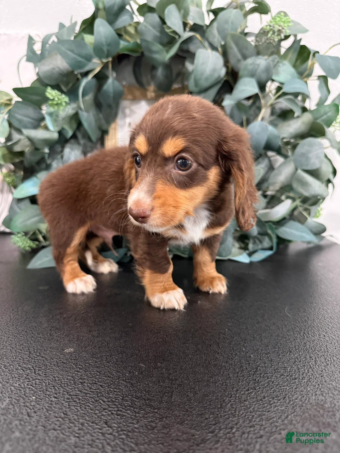Miniature Dachshund dogs for sale: Rowan - Ad 2