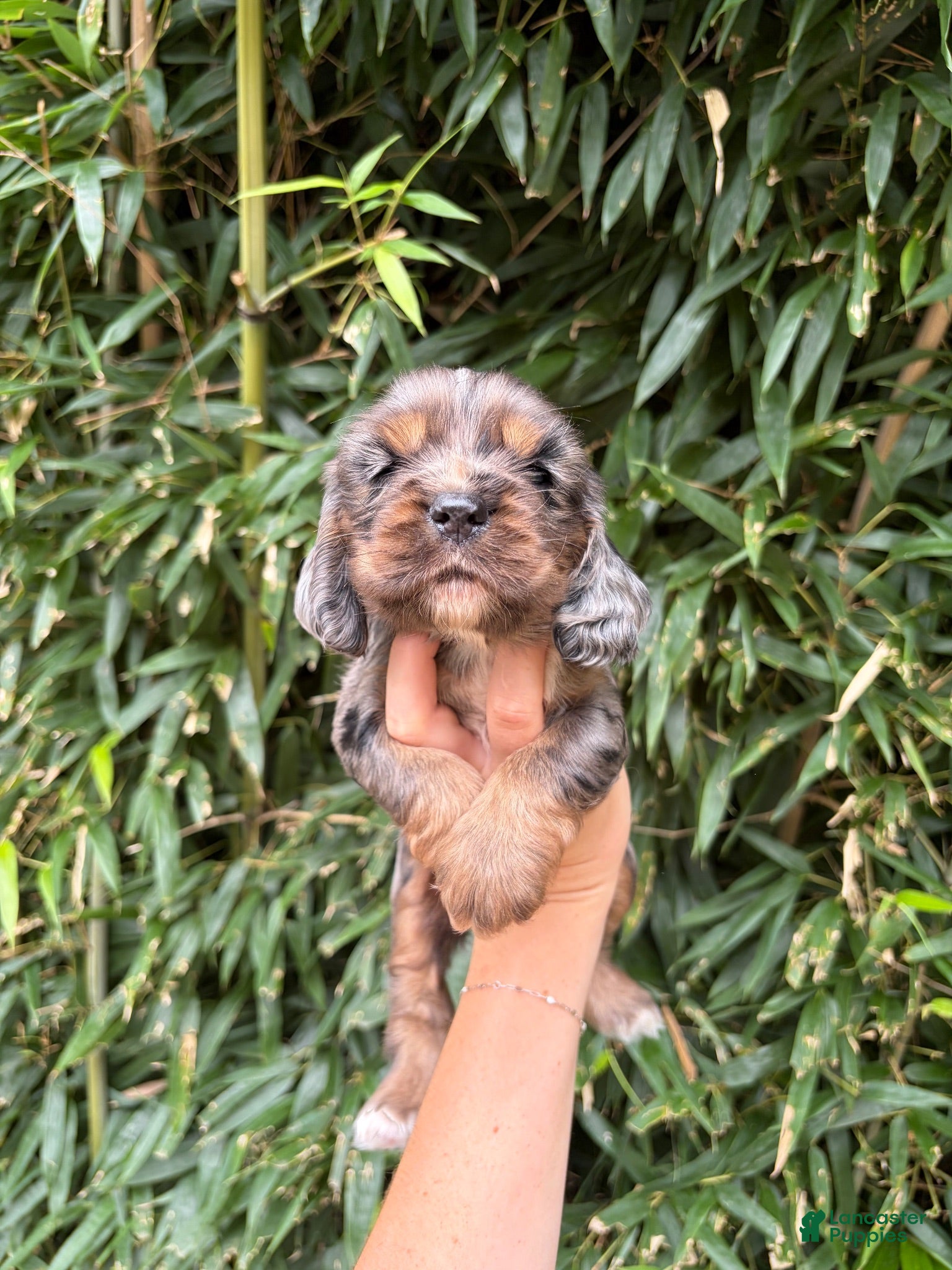 Cocker Spaniel dogs Cocker Spaniel 1 - Ad 18