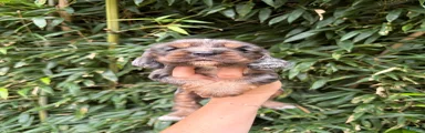 Cocker Spaniel 1