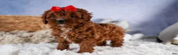 Cavapoo dogs for sale: GUS - Ad 17
