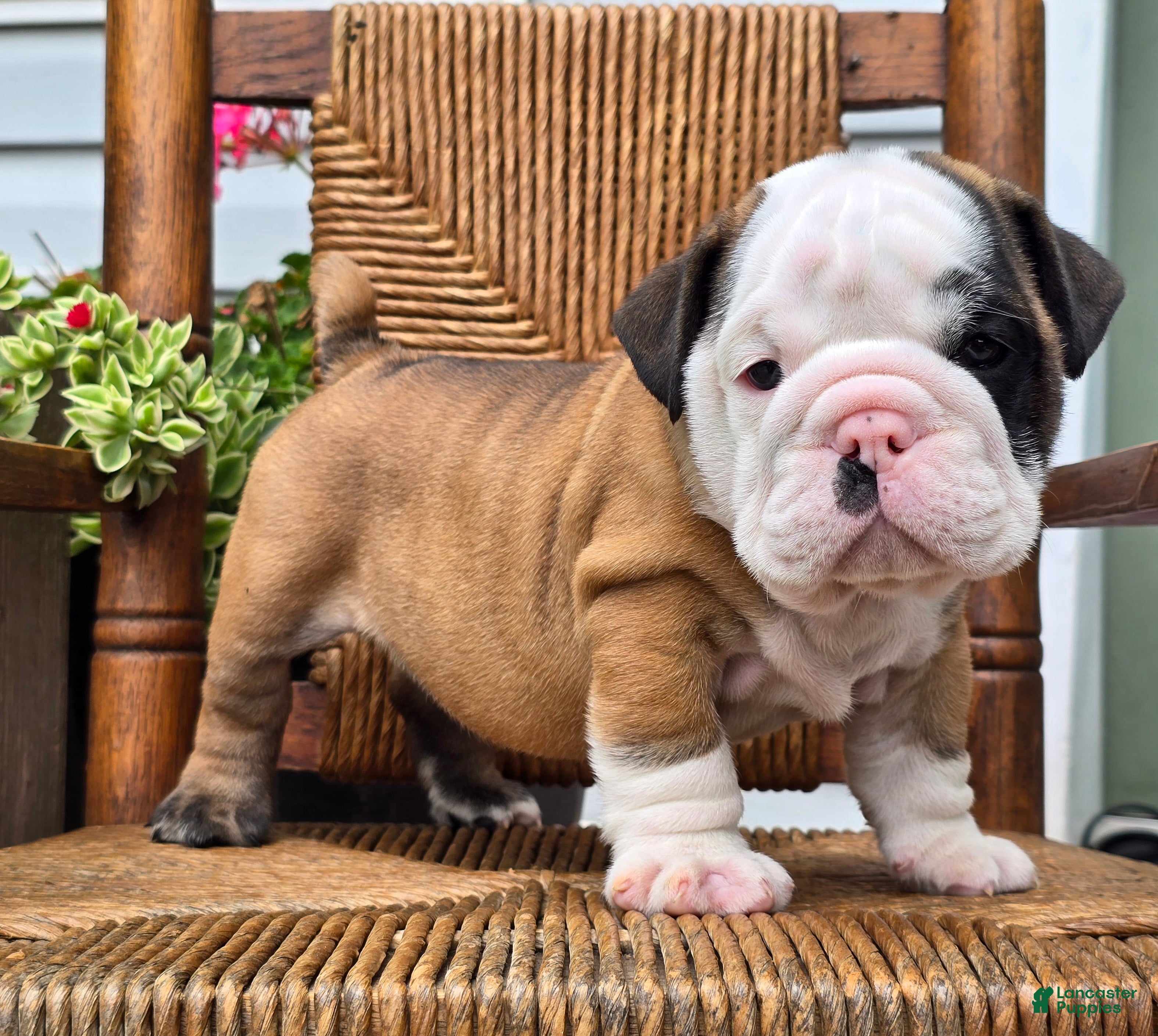 English Bulldog dogs Bandit - Ad 1