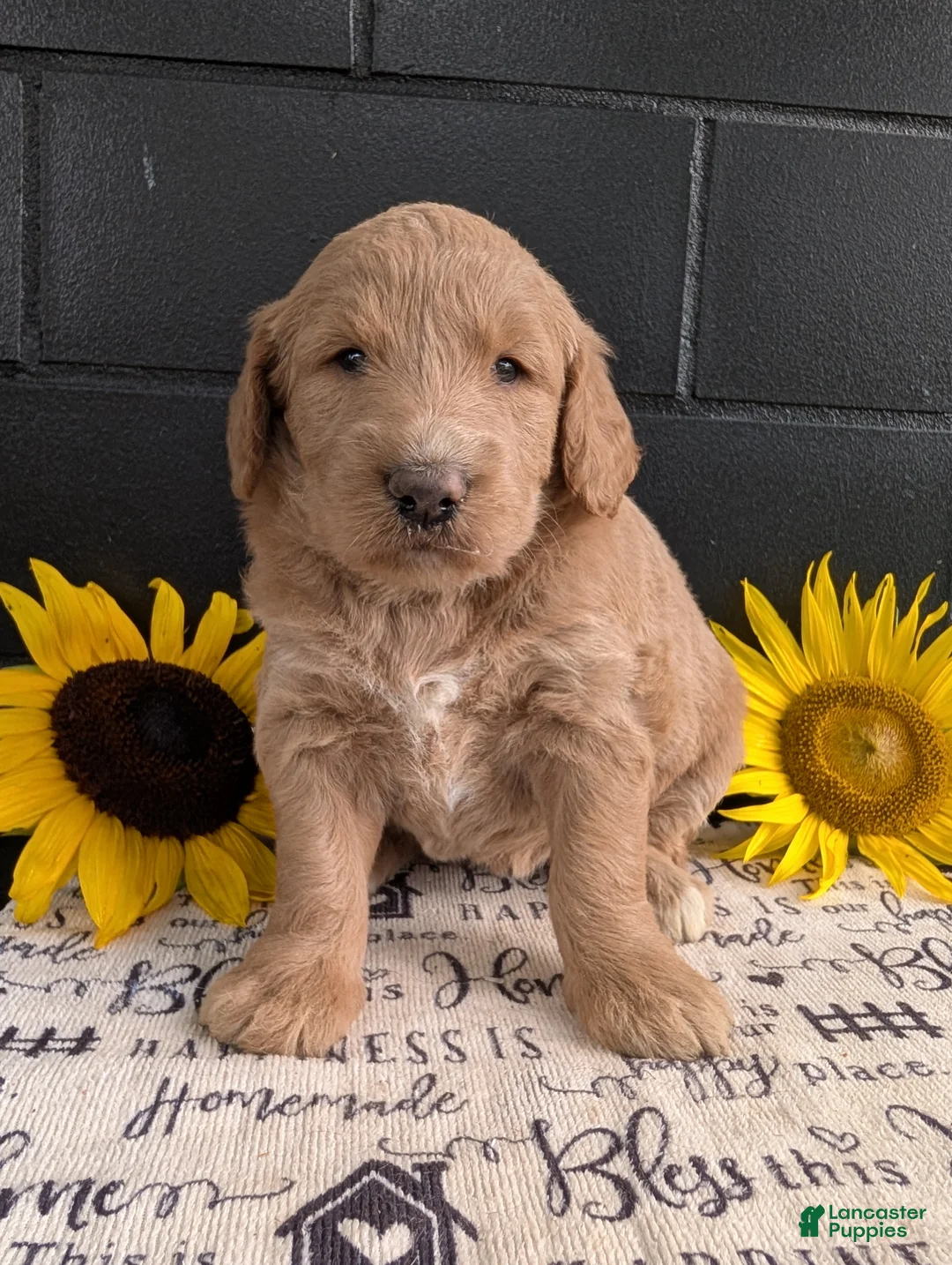Goldendoodle dogs for sale: Mia - Ad 1