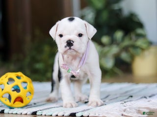 English Bulldog dogs Gracie - Ad 25