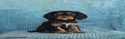 Cavalier King Charles Spaniel dogs for sale: Callie - Ad 2