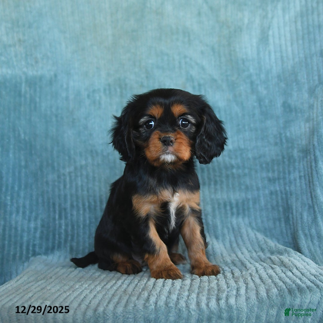 Cavalier King Charles Spaniel dogs for sale: Callie - Ad 2