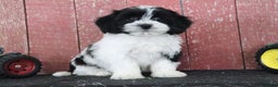 Teddy Bear dogs for sale: Luella - Ad 2
