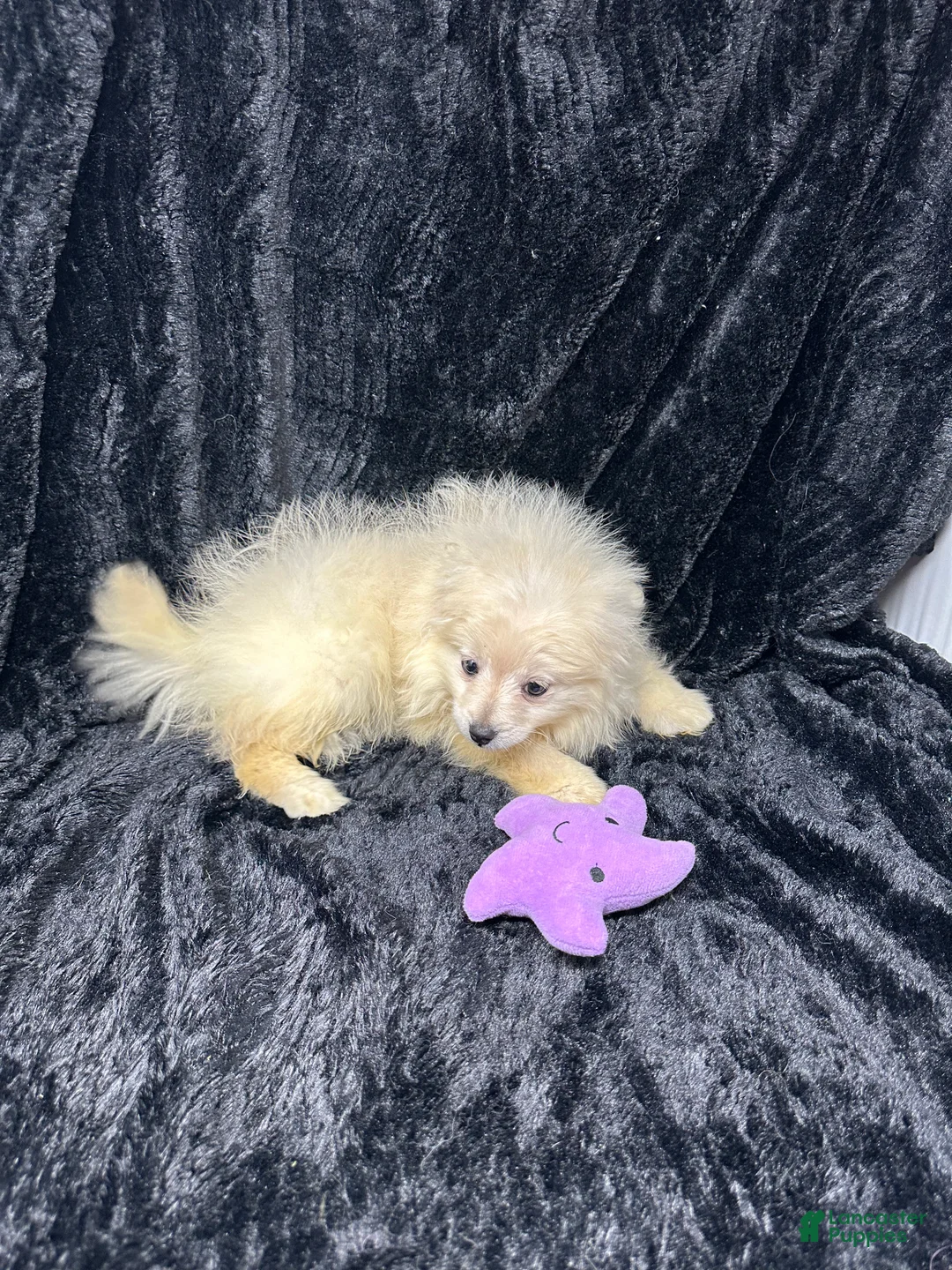 Pomeranian dogs for sale: Casper - Ad 5
