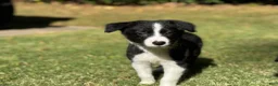 Border Collie dogs for sale: Shandy - Ad 2