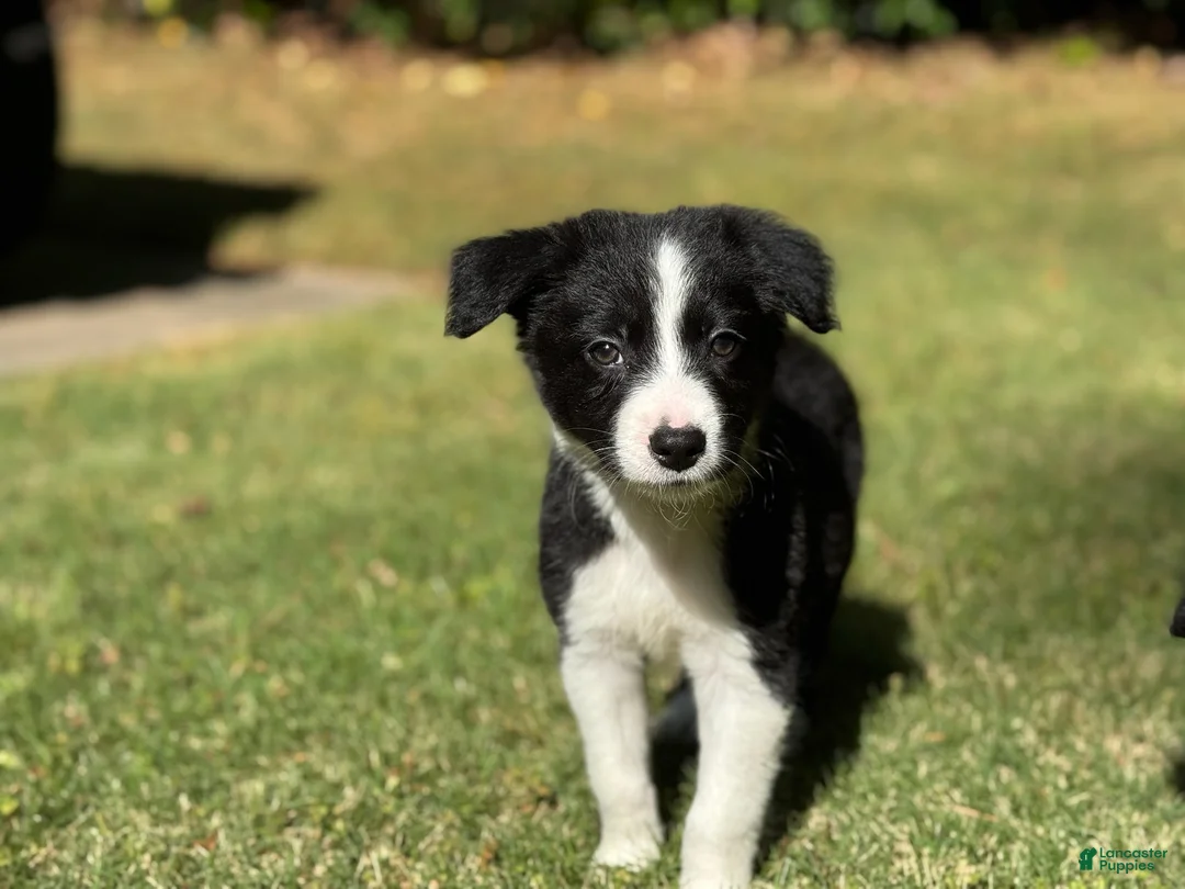 Border Collie dogs for sale: Shandy - Ad 2
