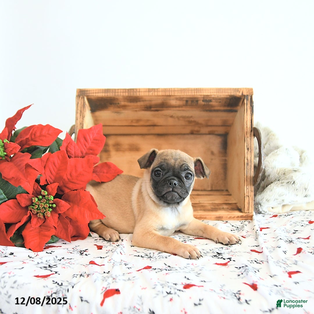 Jug dogs for sale: Mavis - Ad 5