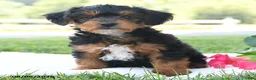 Yorkiepoo dogs for sale: Theo Leo - Ad 3