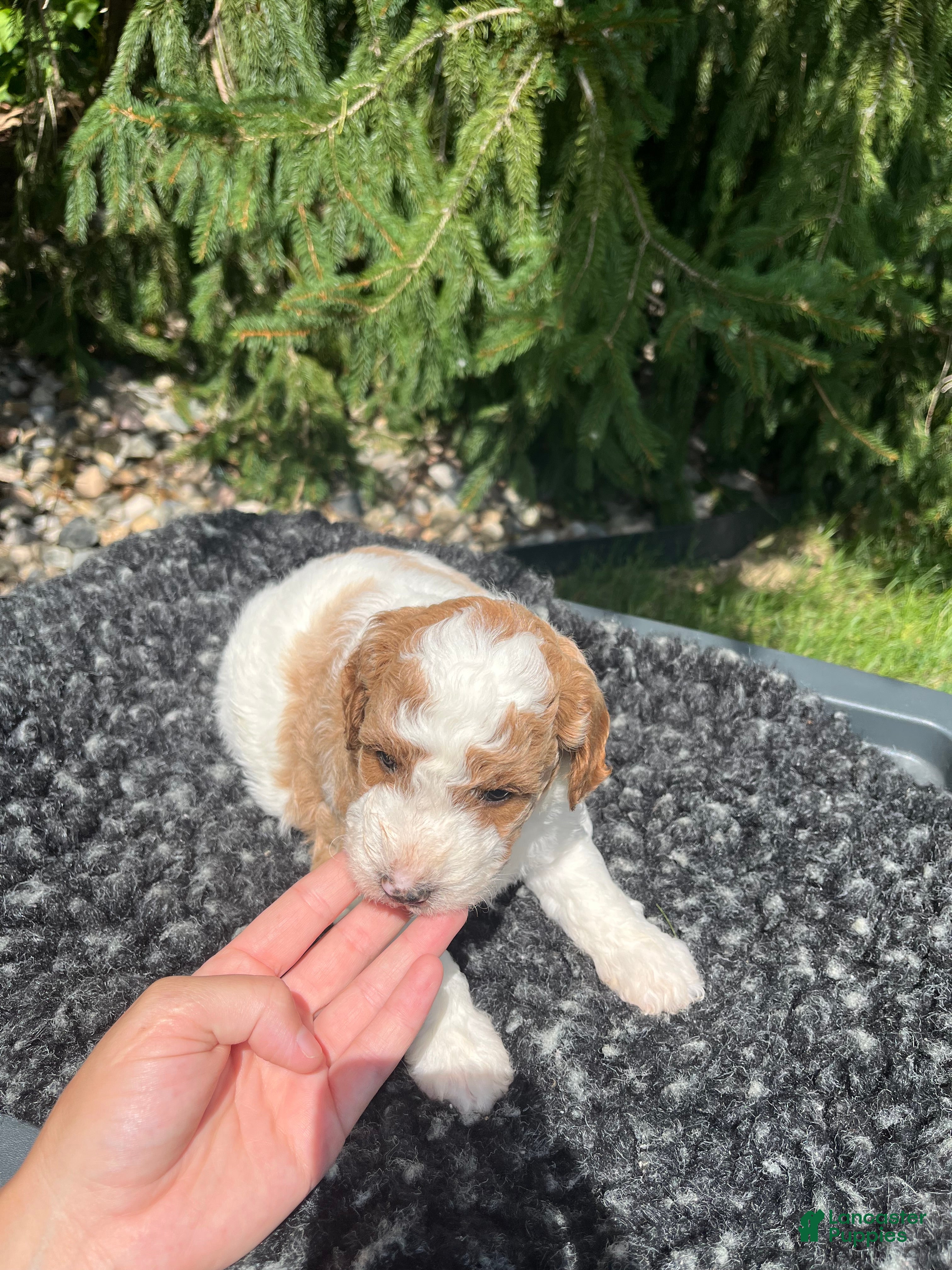 Mini Goldendoodle dogs Russel - Ad 2