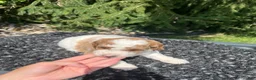 Mini Goldendoodle dogs for sale: Russel - Ad 2