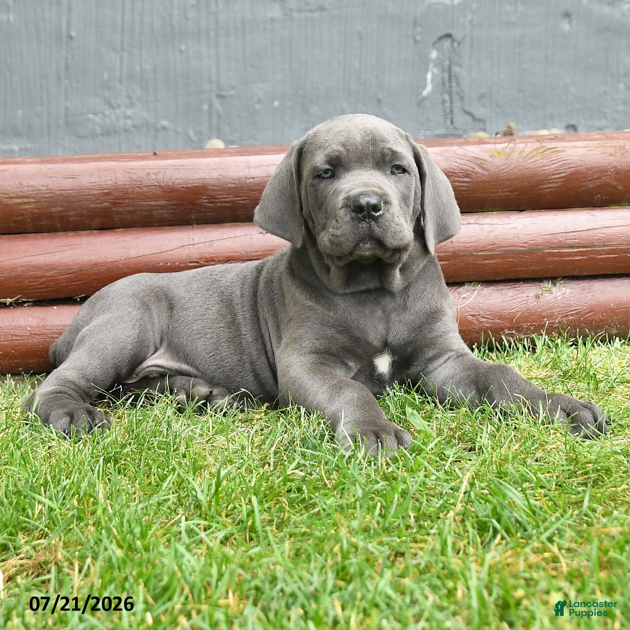 Cane Corso dogs Rancho - Ad 2
