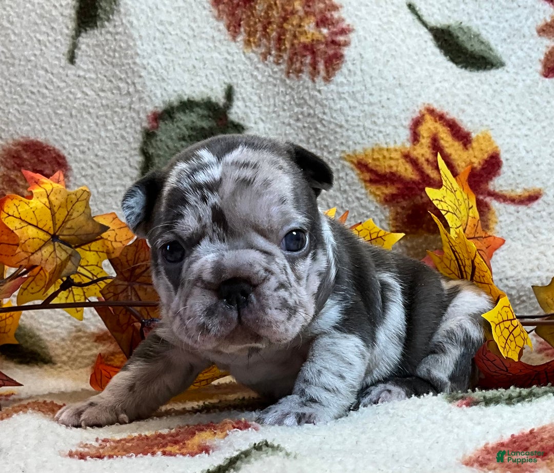 French Bulldog dogs for sale: Arrow - Ad 20