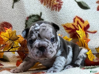 French Bulldog dogs - Ad 33