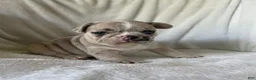 French Bulldog dogs for sale: Obi - FEMALE - Ad 2