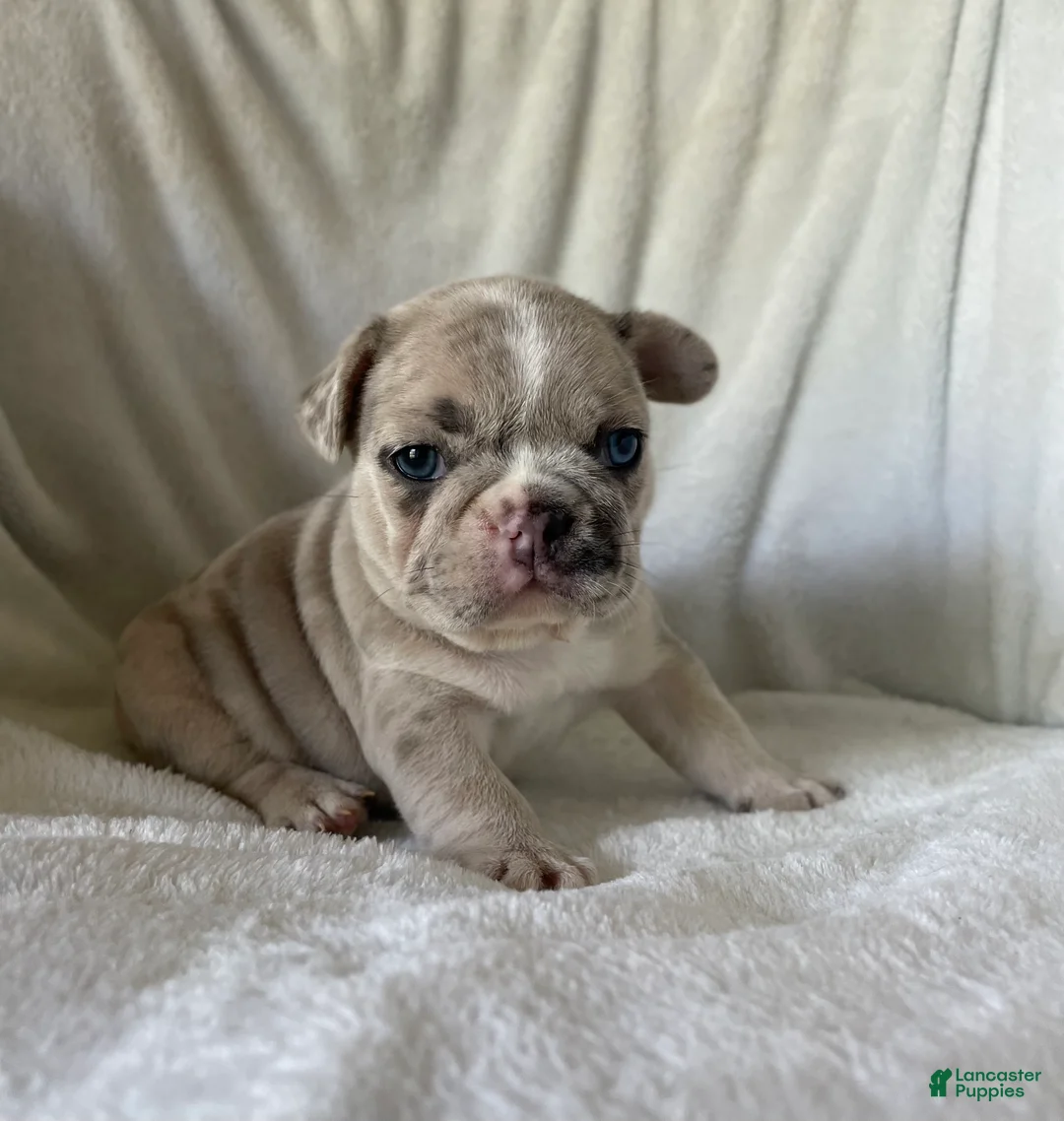 French Bulldog dogs for sale: Obi - FEMALE - Ad 2