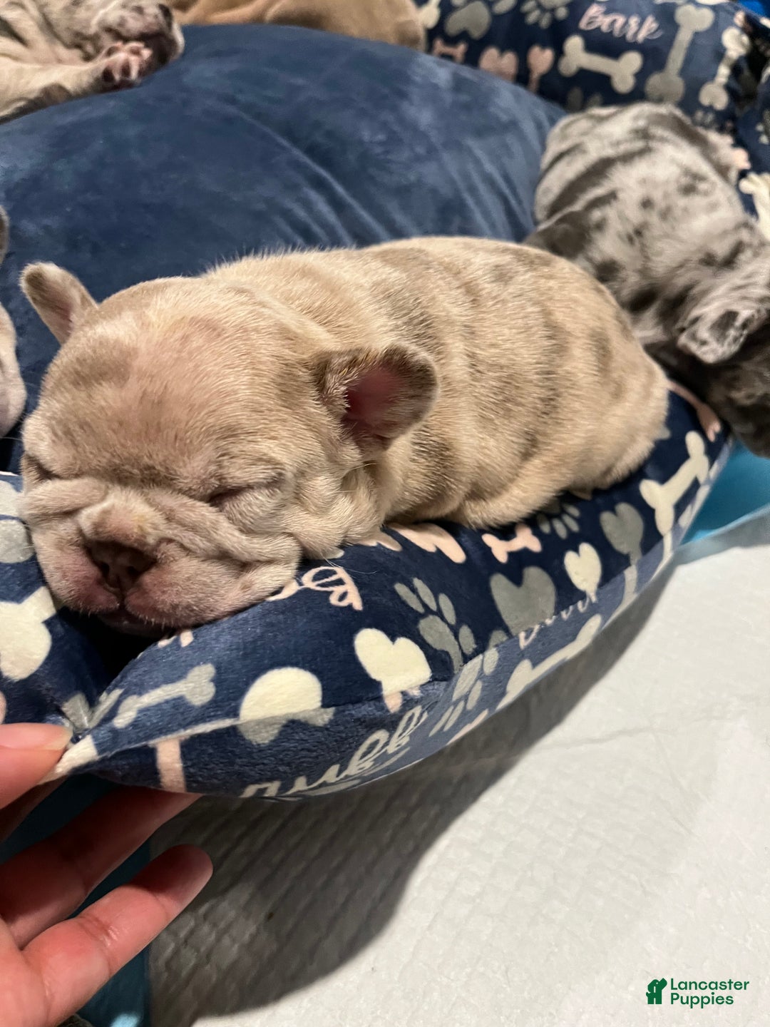 French Bulldog dogs for sale: French Bulldog Puppy 6 - Ad 3