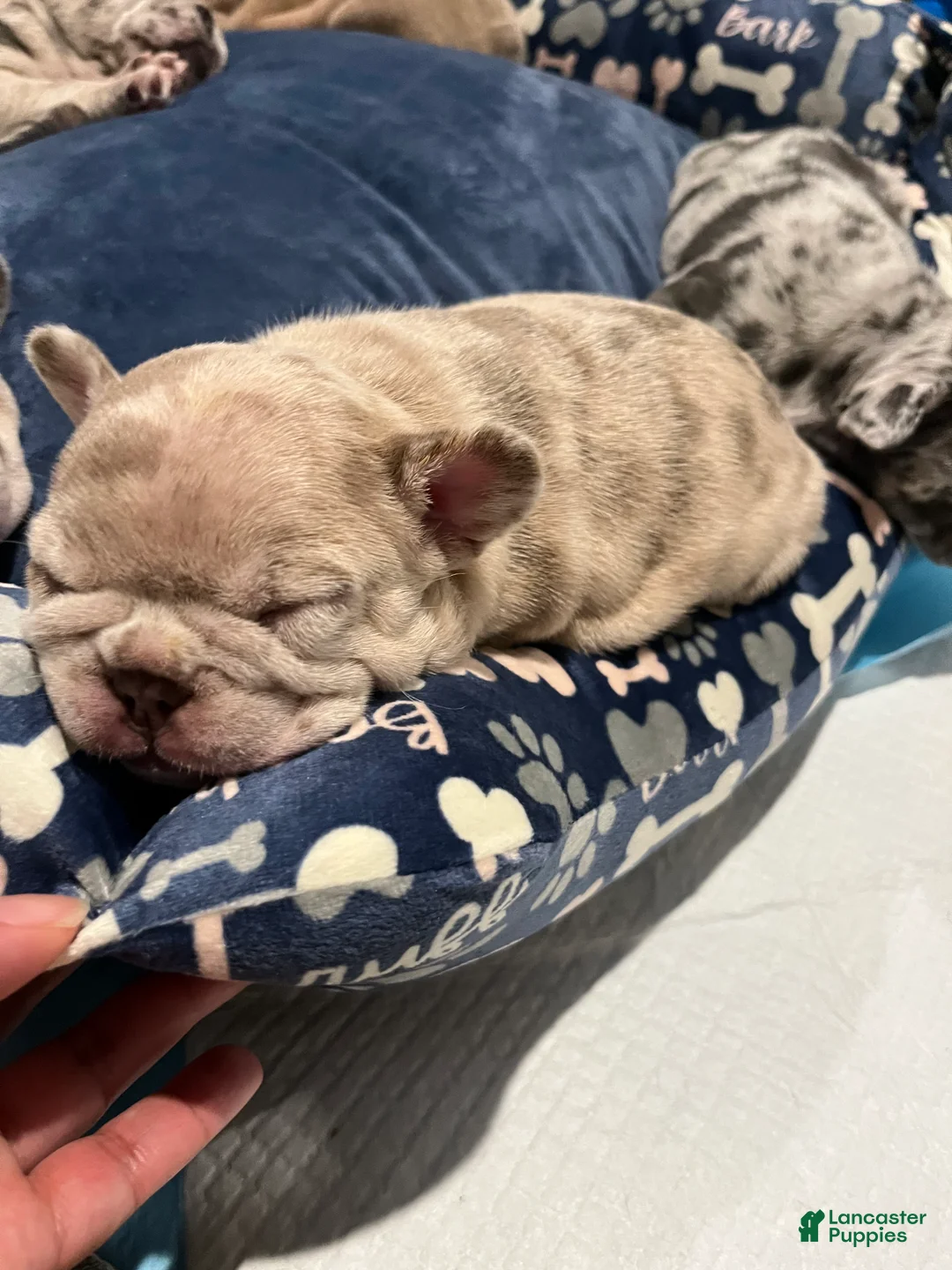 French Bulldog dogs for sale: French Bulldog Puppy 6 - Ad 4