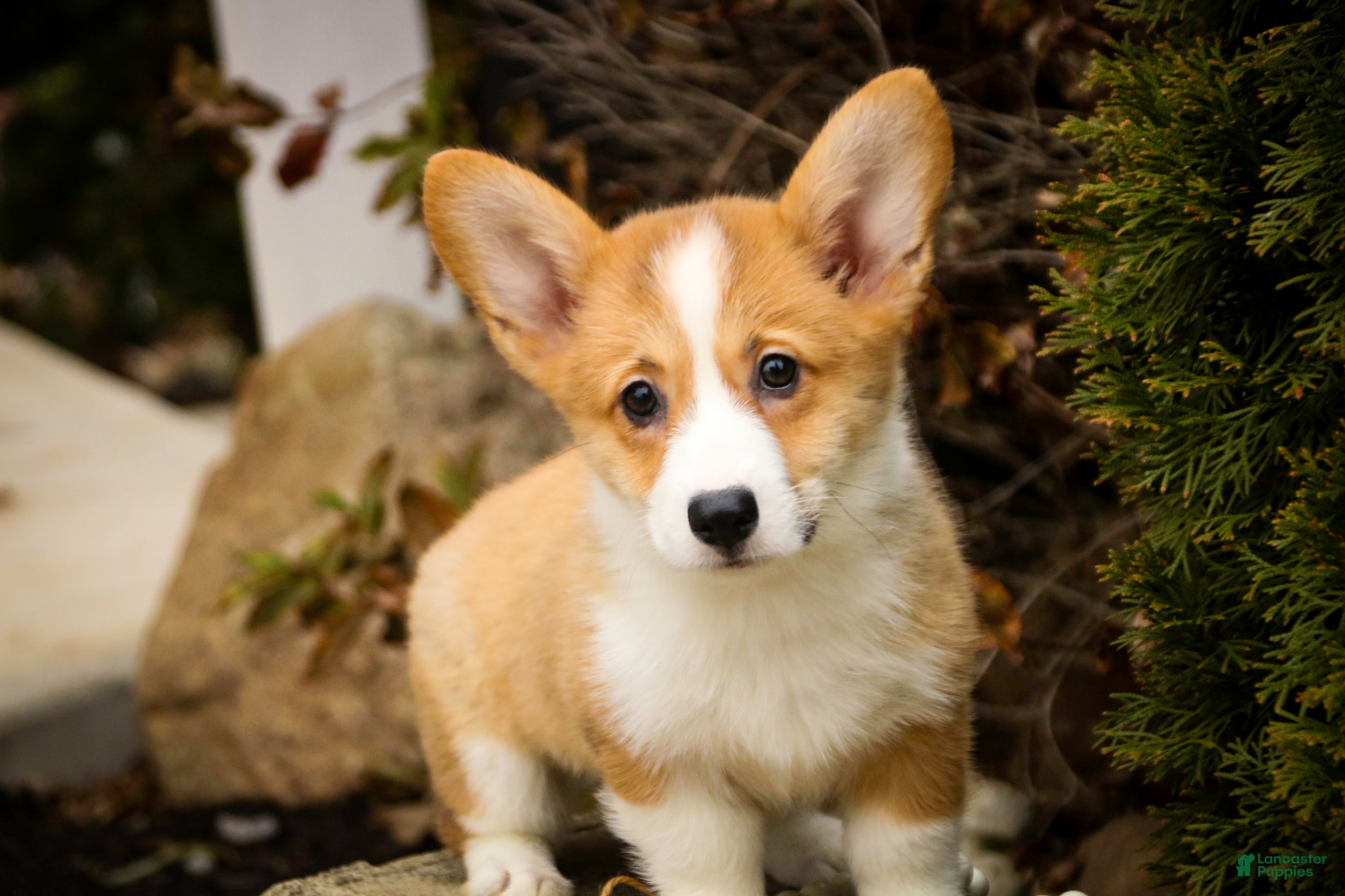 Welsh Corgi Pembroke dogs Sadie - Ad 14