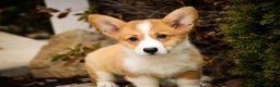 Welsh Corgi Pembroke dogs for sale: Sadie - Ad 1