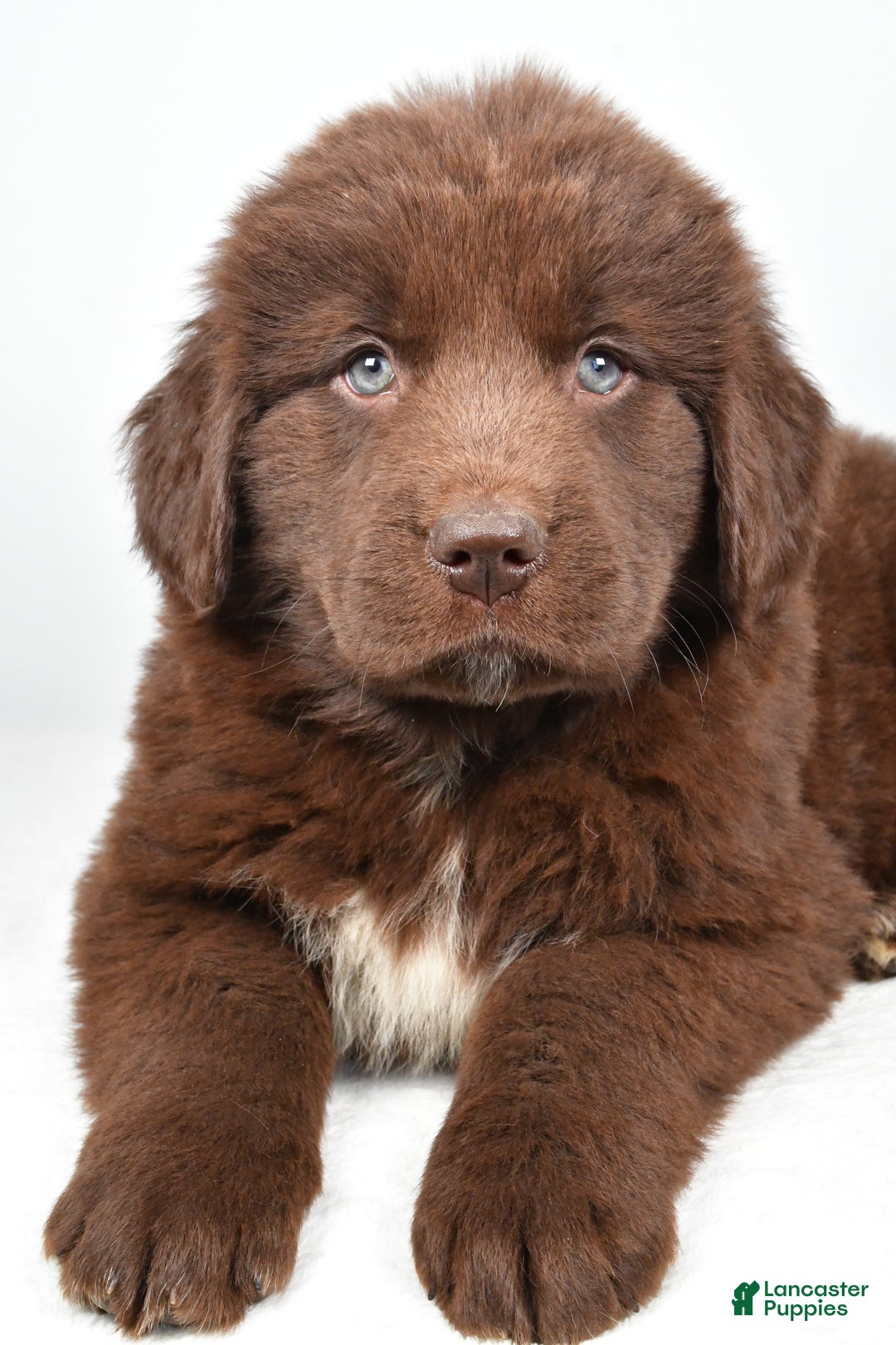 Newfoundland dogs for sale: Harper - Ad 6